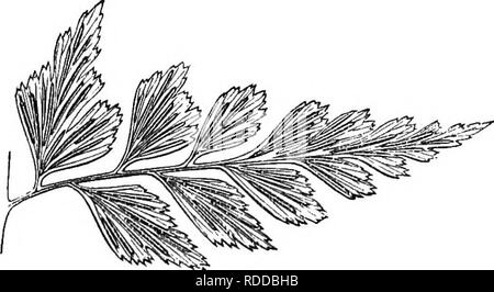 . A natural history of new and rare ferns : containing species and varieties, none of which are included in any of the eight volumes of &quot;Ferns, British and exotic&quot;, amongst which are the new hymenophyllums and Trichomanes . Ferns. Portion of mature Frond, under side. ASPLENIUM NITIDUM. SwARTZ. Hooker. Sohkdhr. Willdenow. Blume, in part. Mettenius, in part. Poiret. Moore. Sprengel. Desvaux. Kunze. (Not of Blume, which is Asplenium cuneatum of Lamarck and Hooker; nor of Mettenius, which is Asplenium spathulinum of J. Smith and Hooker; nor of Wallich, which is Asplenium affine of SwARTZ Stock Photo