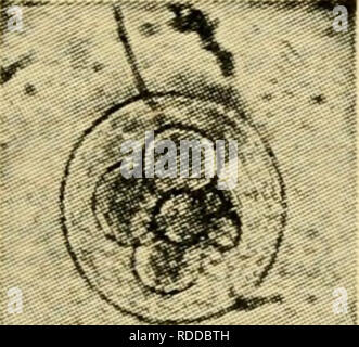 . The eggs of mammals. Ovum; Embryology -- Mammals; Mammals -- physiology; Ovum. Fig. 11. Please note that these images are extracted from scanned page images that may have been digitally enhanced for readability - coloration and appearance of these illustrations may not perfectly resemble the original work.. Pincus, Gregory, 1903-1967. New York, The Macmillan Company Stock Photo