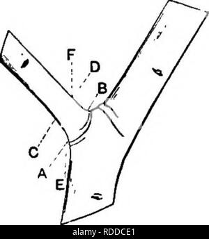 . Principles of American forestry . Forests and forestry. NURSERY PRACTICE. 119 in autumn or early winter generally heal over well, but are more likely to cause bad injuries than if made at the close of the winter. These considerations and prac- tical experience have brought about the following con- clusions as to the best time for pruning: Large Branches are Most Safely Removed during the latter part of winter, before growth starts. Small branches may be safely removed at this time, or during the grow- ing season, preferably about the middle of June; but. Fio. 33.—Showing the proper place to  Stock Photo