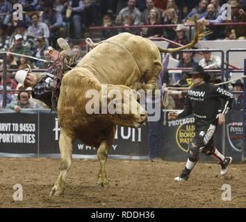 Denver, Colorado, USA. 16th Jan, 2019. Bull Rider Ryan Prophet of Rigby, ID rides Lion Guard during the PBR Denver Chute Out Finals at the 113th.National Western Stock Show at the Denver Coliseum Wed. evening. Credit: Hector Acevedo/ZUMA Wire/Alamy Live News Stock Photo