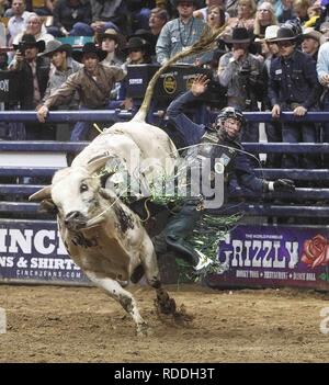 Denver, Colorado, USA. 16th Jan, 2019. Bull Rider LORDAN HANSEN of Okotoks, AB rides Pure Gangster during the PBR Denver Chute Out Finals at the 113th.National Western Stock Show at the Denver Coliseum Wed. evening. Credit: Hector Acevedo/ZUMA Wire/Alamy Live News Stock Photo