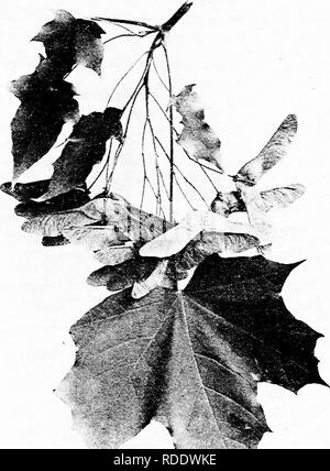 . Our native trees and how to identify them : a popular study of their habits and their peculiarities . Trees. NORWAY MAPLE. Fruiting Spray of Norway Maple, Acer platanoides. Leaves 3' to 3' long.. Please note that these images are extracted from scanned page images that may have been digitally enhanced for readability - coloration and appearance of these illustrations may not perfectly resemble the original work.. Keeler, Harriet L. (Harriet Louise), 1846-1921. New York : C. Scribner's Sons Stock Photo