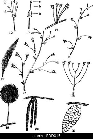 . Trees, shrubs and vines of the northeastern United States : their characteristic landscape features fully described for identification by the non-botanical reader ; together with an account of the principal foreign hardy trees, shrubs and vines cultivated in our country, and found in Central Park, New York City . Trees; Shrubs; Parks. 419. Please note that these images are extracted from scanned page images that may have been digitally enhanced for readability - coloration and appearance of these illustrations may not perfectly resemble the original work.. Parkhurst, Howard Elmore, 1848-1916