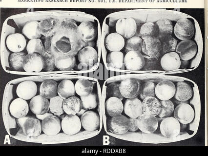 . Effects of ozone atmospheres on spoilage of fruits and vegetables after harvest. Plants Effect of ozone on; Fruit Storage; Vegetables Storage. MARKETING RESEARCH REPORT NO. 801, U.S. DEPARTMENT OF AGRICULTURE. BN-29472 Figure 1.—Influence of ozone on the development of nests of Rhizopus stolonifer (top row) and Monilinia fructi- cola (bottom row) in peaches: A, Peaches held in air for 7 days at 60° F. showing the abundant mycelia of R. stolonifer spreading throughout the peaches and showing the powdery spore masses of M. fructicola; B, peaches held under the same conditions as A but with 0.5 Stock Photo