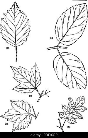 . Trees, shrubs and vines of the northeastern United States : their characteristic landscape features fully described for identification by the non-botanical reader ; together with an account of the principal foreign hardy trees, shrubs and vines cultivated in our country, and found in Central Park, New York City . Trees; Shrubs; Parks. PLATE V. 2$. Arrow-wood. 62. (V&lt;) =8. Maple-leaved Arrow-wood. 68. 26. Hobble-bush. 66. (Va) (Vs) 27. High Cranberry-bush. 67. (Vs) 29- Common Elder. 69. (Vs) 271. Please note that these images are extracted from scanned page images that may have been digita Stock Photo