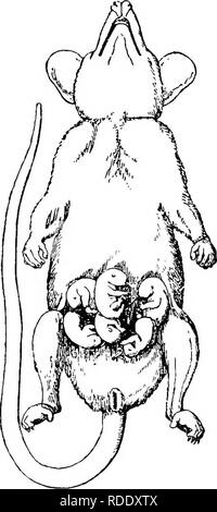 . The mammary apparatus of the mammalia : in the light of ontogenesis and phylogenesis . Mammals; Mammary glands. 92 MAMMARY APPARATUS OF THE MAMMALIA Didelphyidse the young ones are carried about by the mother attached to the nipples, as is shown in Owen's figure of a female Marmosa. F;g. 34.—Female &quot;Marmosa murina,&quot; with Young Ones attached to the Nipples. (Owen.) murina (Fig. 34). Such an arrangement is obviously very primitive, and any variation which tended towards fixing the young more. Please note that these images are extracted from scanned page images that may have been digi Stock Photo