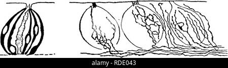 . Smell, taste, and allied senses in the vertebrates . Senses and sensation; Vertebrates. ANATOMY OF THE GUSTATORY ORGAN 121 tion of much, uncertainty. Some claimed that the gustatory nerve-fibers connected directly with the cells of the taste-buds; others that they did not so connect. The first to employ special neurological methods for the solution of this question were Fusari and Panasci (1890). These workers claimed that by means of Golgi prep-. FiQ. 31.—Golgi preparations of the taste-buds of the rabbit, a showing cells (after von Lenhoss^k, 1893a, Fig. la) and 6 showing nerve-termination Stock Photo