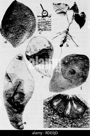 . Diseases of truck crops and their control . Vegetables. Fig. 26. Sweet Potato Diseases. a. Black rot at place of a bruise, b. black shank, c. showing a pycnidium of the black rot fungus, d.- dry rot, e. cross section through /, to show the effect of the disease on the root, /. Java black rot surface view, showing strings of spores oozing out from the center of spot, g. cross section through diseased sweet potato root to show pycnidia of the fungus Diplodia tubericola.. Please note that these images are extracted from scanned page images that may have been digitally enhanced for readability - Stock Photo