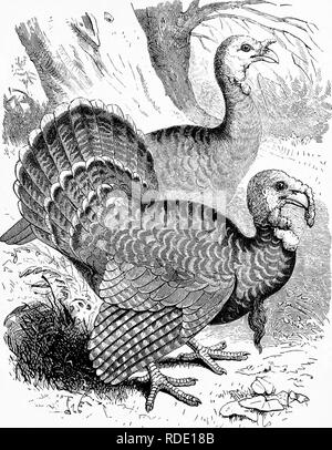 our-own-birds-a-familiar-
