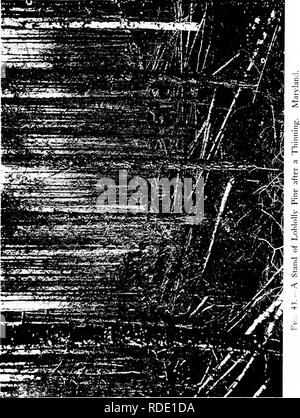 . The principles of handling woodlands . Forests and forestry; Forest fires. IMI'ROVKMKN'i- Of THE FO RtST 197. Please note that these images are extracted from scanned page images that may have been digitally enhanced for readability - coloration and appearance of these illustrations may not perfectly resemble the original work.. Graves, Henry Solon, 1871-1951. New York : John Wiley &amp; Sons Stock Photo