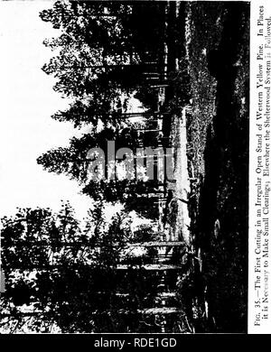 . The principles of handling woodlands . Forests and forestry; Forest fires. THE SHELTERWOOD SYSTEM 167. Please note that these images are extracted from scanned page images that may have been digitally enhanced for readability - coloration and appearance of these illustrations may not perfectly resemble the original work.. Graves, Henry Solon, 1871-1951. New York : John Wiley &amp; Sons Stock Photo