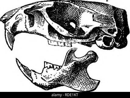 . Mammals of the Mexican boundary of the United States : a descriptive catalogue of the species of mammals occurring in that region; with a general summary of the natural history, and a list of trees . Mammals; Mammals; Trees; Trees; Natural history; Natural history. a b c Fig. 113.—Sigmodon HiapiDua eeemicus. Skull of type, a, dobsal view; b, ventral view; V. LATERAL VIEW. Habits and local distribution.—-The Western Desert cotton-rat was found in abundance on both sides of the Colorado River from Yuma to the Gulf of California. It was most numerous about beds of wild hemp which grow luxuriant