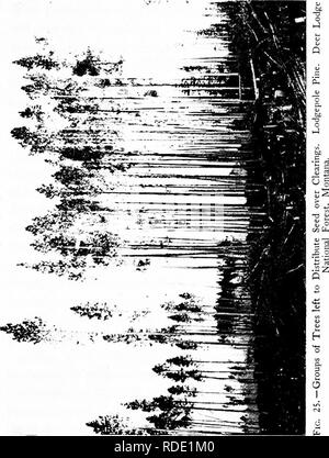 . The principles of handling woodlands . Forests and forestry; Forest fires. SYSTEMS Ot CLKAR-CUTTINC 117. Please note that these images are extracted from scanned page images that may have been digitally enhanced for readability - coloration and appearance of these illustrations may not perfectly resemble the original work.. Graves, Henry Solon, 1871-1951. New York : John Wiley &amp; Sons Stock Photo
