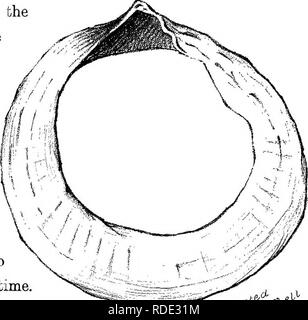 . The birds of Iona &amp; Mull. Birds. LETTER XIX. 131 it immediately after it was brought ashore. It had a remarkable white mark round the neck, which, on examination, we found to be a perforated clam shell, forming a necklace or collar. There are great quantities of limpet and bivalve shells cast on the sandy- beaches, many with a hole worn through the centre by the con- stant friction and tossing about by the wash of the waves. It was probably while pursuing the small flounders near bottom of one of these sandy bays that, the poor bird chanced to run its head into the noose. The shell had w Stock Photo