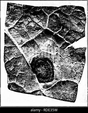 . Diseases of economic plants . Plant diseases. 230 DISEASES OF ECONOMIC PLANTS Black mold (Alternaria Brassicoe (Berk.) Sacc). — The affected spots are nearly black, marked concentrically, are circular, and are not definitely bordered, i.e., they shade off gradually into the surrounding healthy tissue.. Fig. 108. — Collard black mold as seen from upper side of the leaf. Original. They enlarge sometimes to 2-3 cm. in diameter. The tissue dries, becomes brittle, and often falls away, leaving ragged holes. The general appearance of the spot as seen from above is pale green; as seen from the lowe Stock Photo