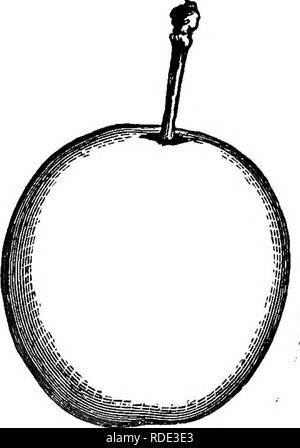 . The American fruit culturist, containing directions for the propagation and culture of all fruits adapted to the United States. Fruit-culture. Pig. 773.—McLaughlin. Fig. 774—Nelson's Victory. Nelson's Victory. Size medium, roundish-oval; brownish-yellow, with some dull red; stone small; flesh free, juicy, good. Tree vigorous, great bearer, fruit showy, fine for market. English. Fig. 774- Orange. Very large, oval, flattened at ends; bronze-yellow, rough, marked with purplish-red near the base; stalk three-fourths of an inch long, cavity narrow; rather coarse, acid. End of August. Parsonage. R Stock Photo
