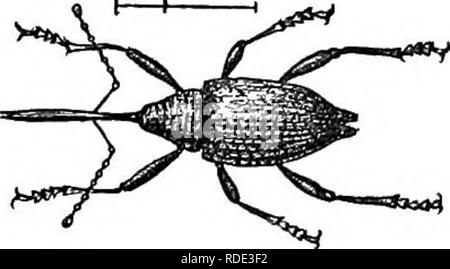 . Natural history of animals. Containing brief descriptions of the animals figured on Tenney's Natural history tablets, but complete without the tablets. Zoology. Fig. 307. — White-Pine Weevil. Fig. 308. — Long-snouted Nut Weevil. if upon a tree, fall to the ground and remain motion- less till all is quiet. The Pea Weevil lays its eggs on the pea blossoms, and the grub enters the pea through the green pod, and remains there till the next spring, when it comes out as a perfect beetle or weevil. The Baltimore Oriole splits open the pods for the sake of obtaining the grubs contained in the peas.  Stock Photo