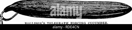 . Dreer's vegetables under glass : a little handbook telling how to till the soil during twelve months of the year. Vegetables; Cold-frames. dreer's vegetables under glass. 65 English Forcing Cucumbers. A class or group of cucumbers known and catalogued under this general name is now coining into demand at Philadelphia and other cities. Thus far the English forcing cucumbers are sold only to what is called.the fancy trade ; that is, to people who know the excellence of the article and have means to pay for it. There are several growers at Philadelphia raising English forcing cucumbers. The see Stock Photo