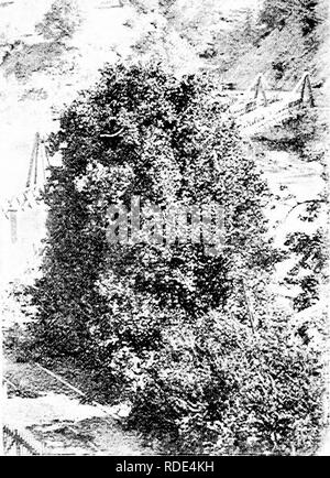 . Culture of the citrus in California . Citrus fruits; Fruit-culture. 16 STATE BOAKD OF HORTICULTURE. has the culture of this fruit been pursued on a large scale. Extensive plantings are being made about Oakdale. The western portion of Amador County is admirably adapted to fruit-growing. The same citrus belt traverses this county that encircles the northern counties of Butte, Nevada, and Placer, and oranges and lemons of remarkable size and flavor have been produced there. In Calaveras County citrus fruits have not been grown very extensively, but at Campo Seco there are orange trees over thir Stock Photo