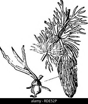 . Animal activities; a first book in zoo?logy. Zoology; Animal behavior. Fig. 7.—An American Pond- weed. Another method of purifying the air in water consists in forcing a stream of air through it. This is not prac- ticable in most schoolrooms. Pouring fresh water against the side of the aquarium in such a way that many bub- bles of air are caught in the descending stream is a common and easy method. Large aquaria frequently have a constant supply of running water with a regular outflow. Such aquaria are hardly neces- sary in most schools. Small rectangular glass vessels and common battery-jar Stock Photo