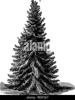 . Popular deciduous and evergreen trees and shrubs, for planting in parks, gardens, cemeteries, etc., etc.. Evergreens; Trees; Shrubs. Y2 LAWN AND SHADE TBEE8. The Nokdman's Fib. Picea Jfordmaniana.—^THs is an old variety, but comparatively rare. It is of rapid growth, with rich green foliage, that attracts attention at once. It is per- fectly hardy, and should be more generally grown and planted. The PrNSAPO Fir. Picea Pinsapo.—This is an elegant tree, with short, roundish, sharp-pointed leaves, set thick around all. Fig. 37.—The Ameeioan White Spruce. its branches and shoots, giving the tree Stock Photo
