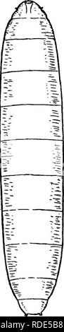 . Fungoid and insect pests of the farm. Agricultural pests. Kg. 41. The gout fly {OMorops iamiopas). A, the larva; B, the pupa; G, the fly. (Magnified.). Please note that these images are extracted from scanned page images that may have been digitally enhanced for readability - coloration and appearance of these illustrations may not perfectly resemble the original work.. Petherbridge, Frederick Robert. Cambridge : University Press Stock Photo