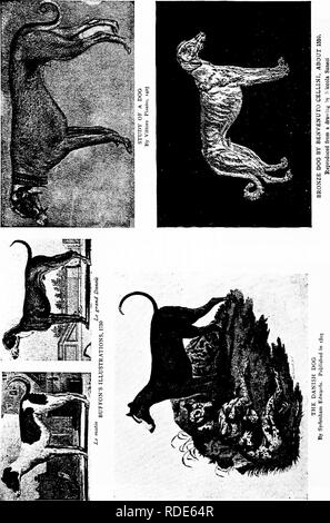 . The dog book : a popular history of the dog, with practical information as to care and management of house, kennel, and exhibition dogs, and descriptions of all the important breeds . Dogs. . Please note that these images are extracted from scanned page images that may have been digitally enhanced for readability - coloration and appearance of these illustrations may not perfectly resemble the original work.. Watson, James, 1845-. New York : Doubleday, Page &amp; Co. Stock Photo