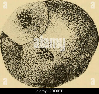 . The eggs of mammals. Ovum; Embryology -- Mammals; Mammals -- physiology; Ovum. Fig. 3 Fig. 4. Fig. 5 'X^«. Please note that these images are extracted from scanned page images that may have been digitally enhanced for readability - coloration and appearance of these illustrations may not perfectly resemble the original work.. Pincus, Gregory, 1903-1967. New York, The Macmillan Company Stock Photo