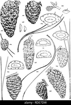 . The genus Pinus . Pine. PLATE XXin. P. MERKUSU (198-200), SINENSIS (201-207), INSUIARIS (208-210). Please note that these images are extracted from scanned page images that may have been digitally enhanced for readability - coloration and appearance of these illustrations may not perfectly resemble the original work.. Shaw, George Russell, b. 1848. Cambridge : Riverside Press Stock Photo