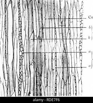 . Photomicrographs of botanical studies. Photomicrography. 53.—T.L.S. (Wood Elements) Stem of &quot;Tilia europoea,&quot; Lime tree. Connective tissue. Pitted vessels.. Medullary ray.. Please note that these images are extracted from scanned page images that may have been digitally enhanced for readability - coloration and appearance of these illustrations may not perfectly resemble the original work.. Flatters, Milborne &amp; McKechnie Ltd. Manchester : Flaters, Milborne &amp; McKechnie