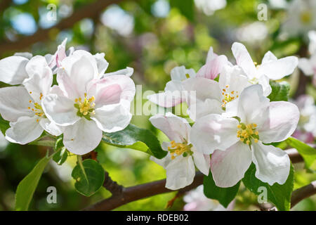 Closeup of flowering apple tree in spring Stock Photo