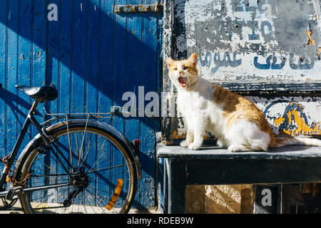 Street Kitty (cat) on the streets of Marrakesh and Essaouira in Morocco in the fishing port and medina near the colored wall. Postcard, travel concept Stock Photo