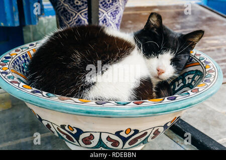 Street Kitty (cat) on the streets of Marrakesh and Essaouira in Morocco in the fishing port and medina near the colored wall. Postcard, travel concept Stock Photo