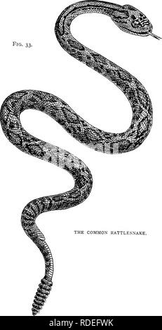 . American types of animal life. Zoology; Animal behavior. Fig. 33.. THE COMMON RATTLESNAKE.. Please note that these images are extracted from scanned page images that may have been digitally enhanced for readability - coloration and appearance of these illustrations may not perfectly resemble the original work.. Mivart, St. George Jackson, 1827-1900. Boston, Little, Brown and Company