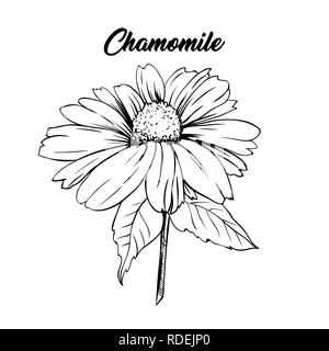 Chamomile flower hand drawn illustration. Tea herbs ingredient. Daisy on scape packaging, advertising, cover and logo design element. Camomile flower herbal tea concept. Isolated vector drawing Stock Vector