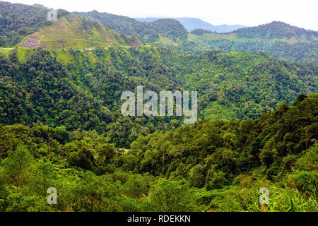 View over the Mossy Forest, forest, cloud forest, fog Rainforest, Cameron Highlands Stock Photo