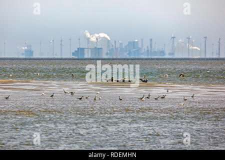 The Netherlands, Rottumeroog or Rottum Island, Wadden Sea Island. Common seals (Phoca vitulina) on mudflat. Background harbour and industrial area Eem Stock Photo