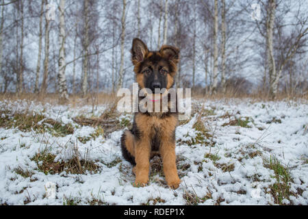 A cute german shepherd puppy sitting outside in the snow Stock Photo