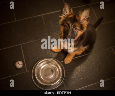 A cute german shepherd puppy by its empty bowl on the ground Stock Photo