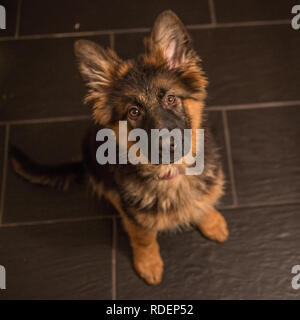 Cute german shepherd looking up in the camera. Stock Photo