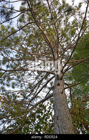 A tall, mature pine tree in summer Stock Photo