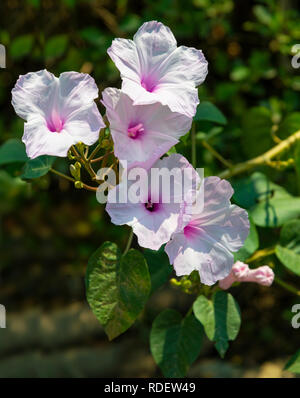 Pink Lavatera or Tree Mallow flowering in a Reading garden, Berkshire, UK Stock Photo