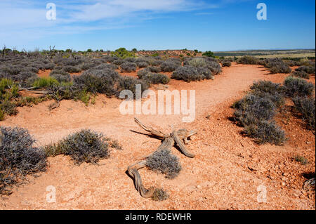 Hiking trail bordered by russian thistle bushes in Dead Horse Point State Park, Utah, USA. Stock Photo