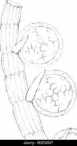 The British Charophyta Characeae Plate Xli Xmk Tv A Ax 9 Lo V Quot W F 1 W F A I A X Wi Sw 4 A Lilm M 1