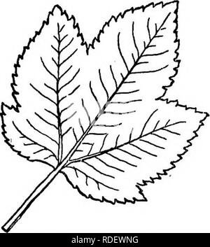 . Selected western flora : Manitoba, Saskatchewan, Alberta . Botany; Botany; Botany. Acer spicatum. Fig. 62. — Acer glabrum. 4. A. glabrum, Torr. A shrub, or low, rather spreading tree with smooth light-brown twigs; leaves mostly small, 3-5-lobed or 3-foliate, the lobes or leaflets unequally but somewhat sharply serrate, glabrous or almost so. (Var. tripartitum), a form in which the leaves are mostly 3-foliate. Rocky Mts. XLIX. BALSAMINACE.^ (Balsam Family). Succulent herbs with alternate, simple, exstipulate leaves and irregular flowers. Sepals 3, two small and green, the other largo, petal-l Stock Photo