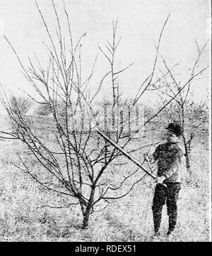 . Beginners' guide to fruit growing : a simple statement of the elementary practices of propagation, planting, culture, fertilization, pruning, spraying, etc. Fruit-culture. 68 beginners' guide to fruit growing SHAPING the tree The tree now starts upon the critical period of its first year's growth. If the man or the woman hav- ing it in charge wishes to give the very best possi- i?«^:. FIG. 30—^JAPANESE PLUM READY TO PRUNE ble care there will be a good deal of very light but genuinely useful pruning to be done during May, June and July of this initial year. Such. Please note that these images Stock Photo