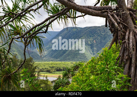 Lush Polulu Valley on the Big Island of Hawaii Stock Photo