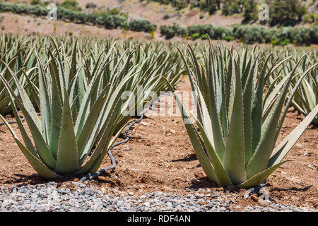 Aloe Vera Farm on Gran Canaria Stock Photo