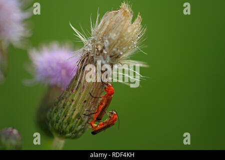 2 soldier beetles mating on a thistle Stock Photo