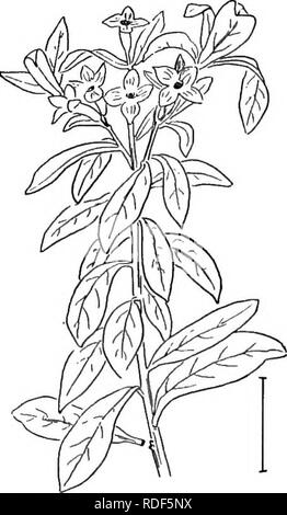 . Ornamental shrubs of the United States (hardy, cultivated). Shrubs. FiQ. 524.— Olive-like Daphne. Fig. 525. — Hybrid Daphne. with alternate simple entire deciduous leaves and oblong red 1-seeded fruit a half inch long. The oval leaves are 3 to 8 inches long. The small yellow flowers expand in very early spring. This is practically the only species of the genus in cultivation, and it is not often found in shrubberies. The bark Is peculiarly spicy. [Fresh seeds; layers; twig cuttings.] Dirca paliistris. Leatherwood, Moosewood, or Wicopt (519) is a small tree-like shrub, 2 to 6 feet high, with  Stock Photo
